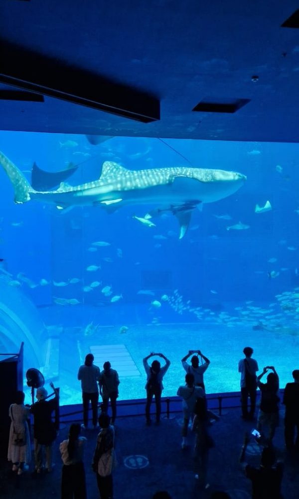 Whale Shark