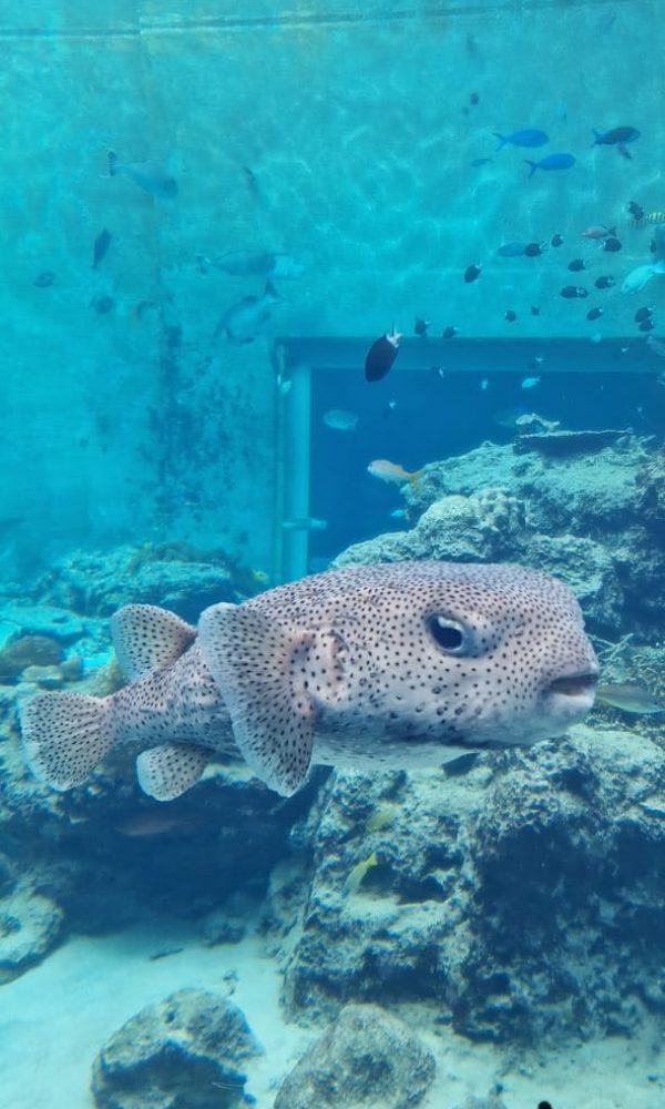 Churaumi Aquarium